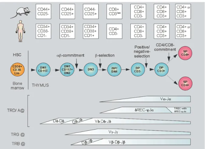 Figure 11. Thymocyte developmental sequence of V(D)J-recombination. 