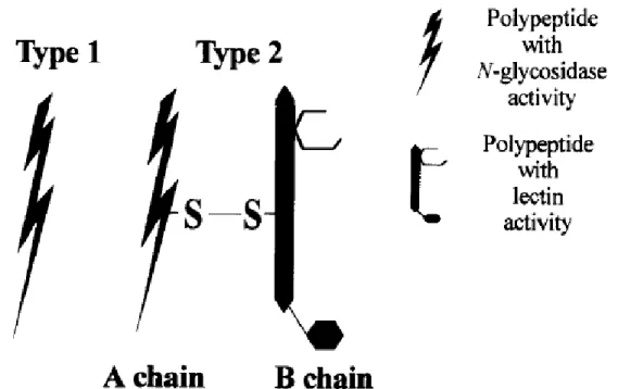 Figure 1: Structure of ribosome-inactivating proteins (RIP) type 1 and 2 (Barbieri et al., 1993)