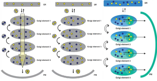 Figure  10: Models  for  intra-Golgi  vesicular  transport.  Cargo  synthesized  in  the ER  and  transported  through  the  secretory  pathway is shown in yellow; Golgi processing enzymes are shown in blue