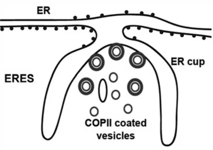 Figure 11: A schematic representation of an ER exit site (ERES) showing the ER cup lacking ribosomes, forming COPII-coated  vesicles