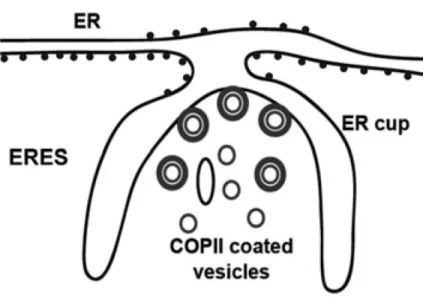Figure 11: A schematic representation of an ER exit site (ERES) showing the ER cup lacking ribosomes, forming COPII-coated  vesicles