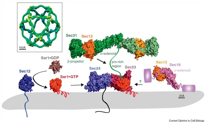 Figure 13: Structure and assembly of the COPII coat. The guanine nucleotide exchange factor, Sec12 (McMahon et al., 2012)  catalyzes  GTP  loading  on  Sar1,  which  switches  from  a  cytosolic  GDP-bound  form  (Huang  et  al.,  2001)  to  a   membrane-a
