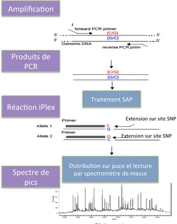 Figure 5 : schéma de la réaction iPlex (source Sequenom®) 