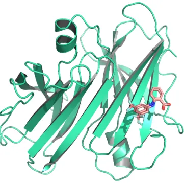 Figure 4.3: Complexe contenant deux conformations du ligand. Deux conformations pour l’acide flufénamique ou FLF sont en interaction la  transthy-rétine (Id PDB : 1bm7).