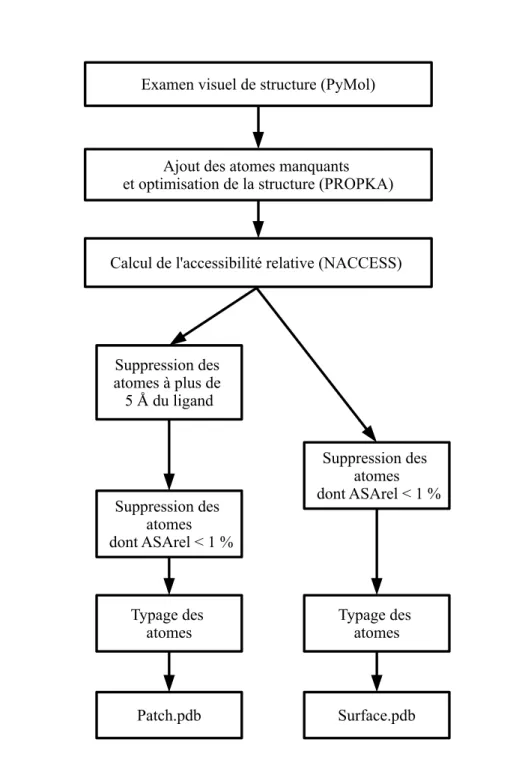 Figure 4.6: Schéma des étapes permettant de générer un patch ou une surface à partir d’un fichier PDB.