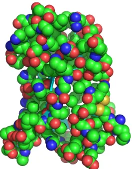 Figure 4.20: Surface extraite de la protéine 3ng5. La surface a été extraite de la chaîne B de la transthyrétine du complexe 3ng5.