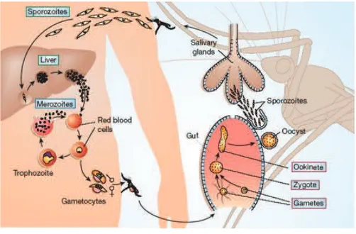 Figure 1 : Cycle de développement de Plasmodium falciparum chez l’homme et l’anophèle