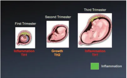 Figure 3 : Immunologie des différentes phases de la grossesse. 