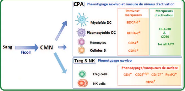 Figure 7 : Immunophénotypage des cellules médiatrices de l’immunité par cytométrie en flux 