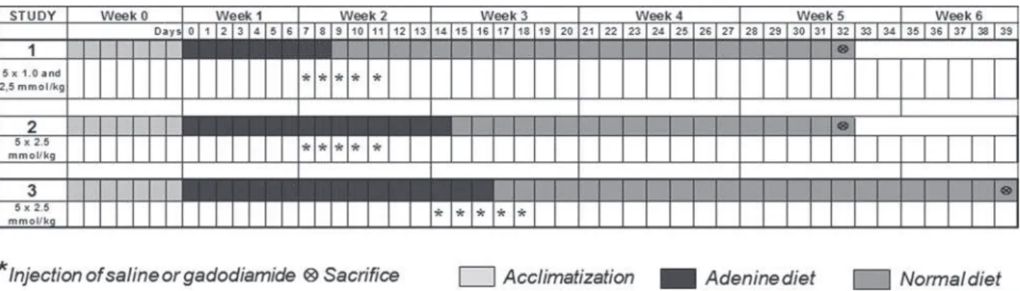 FIG. 1.  Experimental design. Adenine–containing diet (0.75%) was administered for 8 days (study 1), 14 days (study 2), or 16 days (study 3) (dark gray bars)