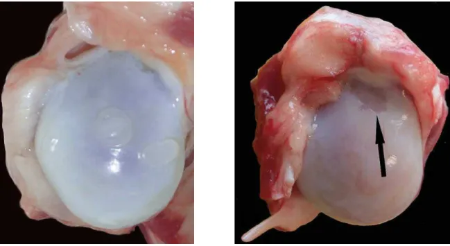 Figure 9. Tête humérale de chien juvénile de race beagle après traitement par ciprofloxacine 