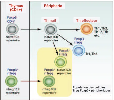 Figure  3.  Génération  des  cellules  T  régulatrices  au  niveau  du  thymus  et  en  périphérie