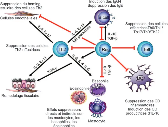 Figure 4. Rôle des lymphocytes T régulateurs (Treg Foxp3 +  et Tr1) dans le contrôle de la  réponse allergique