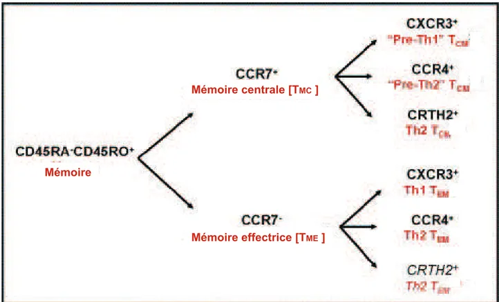 Figure 7. Propriétés phénotypiques des cellules T CD4 +  mémoires humaines. Adapté de 