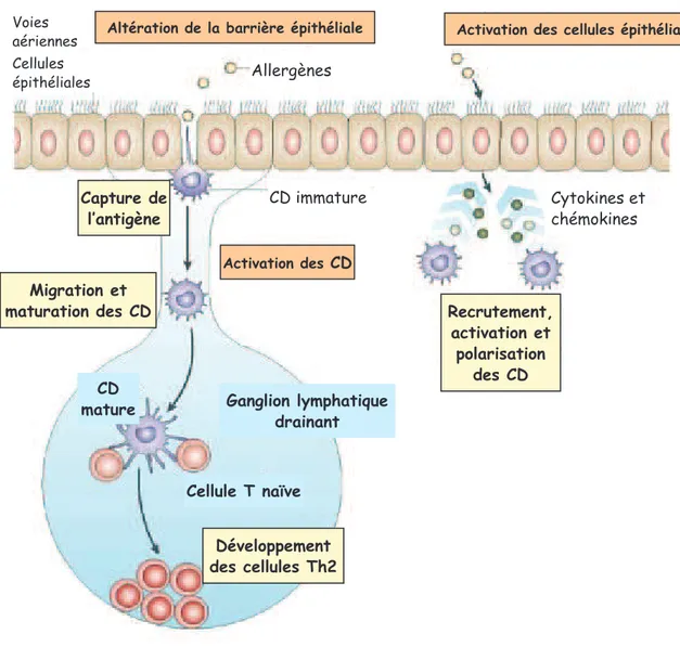 Figure  9.  Sensibilisation  des  cellules  Th2  par  l’intermédiaire  des  voies  respiratoires