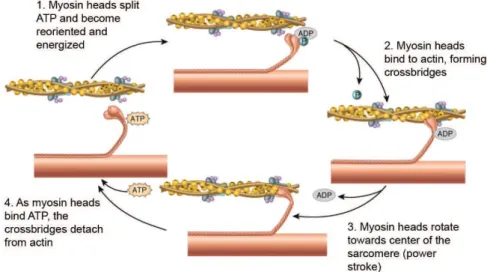 Figure 5 : mouvement des têtes de myosine sur les filaments d’actine 