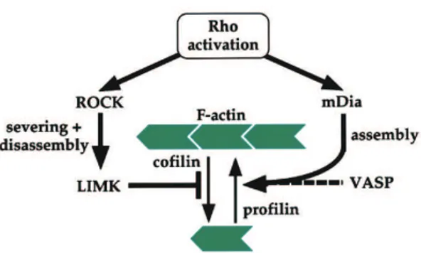 Figure 23 : régulation de la dynamique de l’actine par la signalisation Rho 