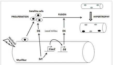 Figure 26 : régulation de l’hypertrophie compensatoire par la production de  signaux paracrine par les fibres musculaires 