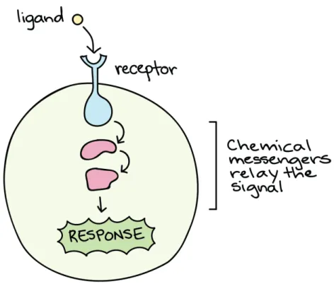 Figure 1.2: Message transduction at the cellular level, interaction between ligand