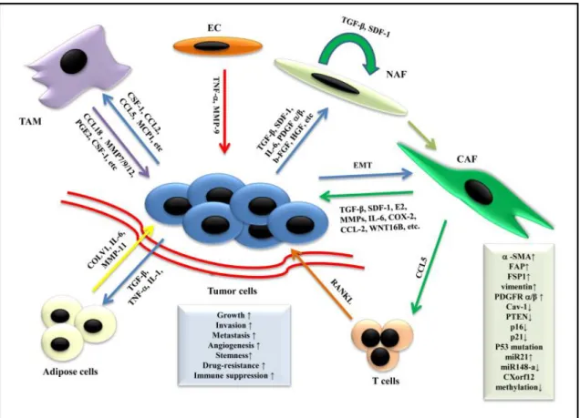 Figure 1.3: Schematic representation showing the role of stromal cells in microenvi- microenvi-ronment and breast cancer progression