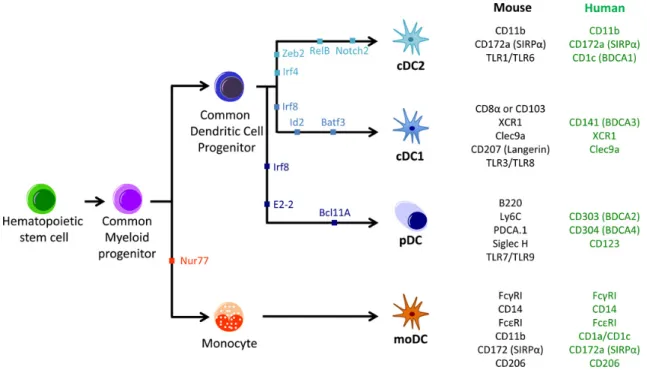 Figure 1.5: Monocytes and DCs classification. From Gardner and Ruﬀell 2016 .