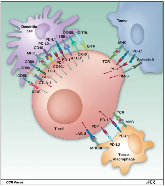 Figure 1.7: Immune checkpoint interactions between T cells, APCs and cancer cells