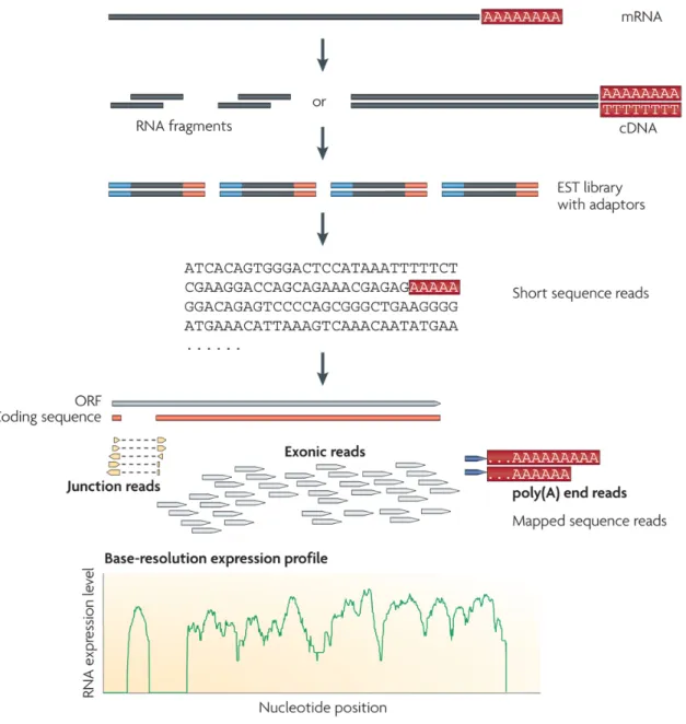 Figure 1.10: RNA-seq experiment protocol (From Z. Wang, Gerstein, and Snyder