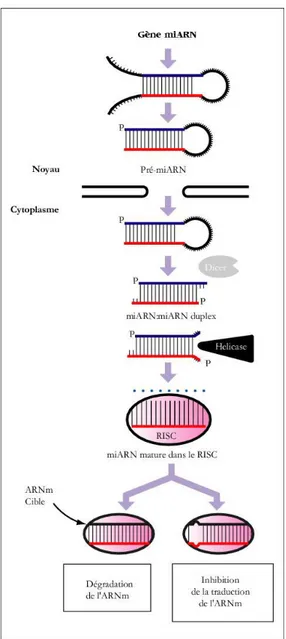 Figure 7 : schéma de la synthèse et du mécanisme d’action directe d’un ARNmi (d’après  22 )