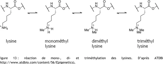 Figure  13 :  réaction  de  mono-,  di-  et  triméthylation  des  lysines.  D’après  ATDBio  (http://www.atdbio.com/content/56/Epigenetics)