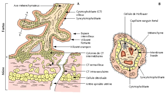 Figure  29  :  schéma  structural  du  placenta  humain  représentant  en  A)  une  coupe  longitudinale  et  en  B)  une  coupe transversale d’une villosité choriale