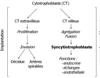 Figure 30 : voies de différenciation du cytotrophoblaste et fonctions associées. D'après 105 