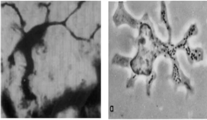 Figure 1-1: Stellar morphology of dendritic cells. 