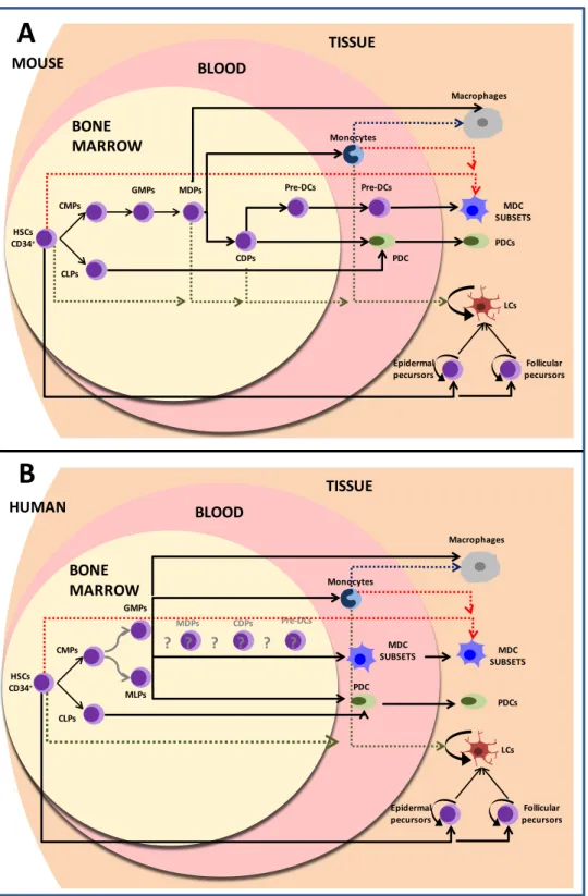 Figure 1-2 : Dendritic cell ontogeny.  