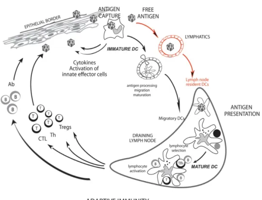 Figure  1-3:  Dendritic cells at  the interface between innate and immune systems.  Adapted from Ueno H