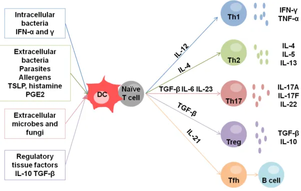 Figure 1-4: Dendritic cells induce different T cell responses.  