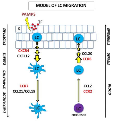 Figure 1-5 : Model of Langerhans cell migration.  