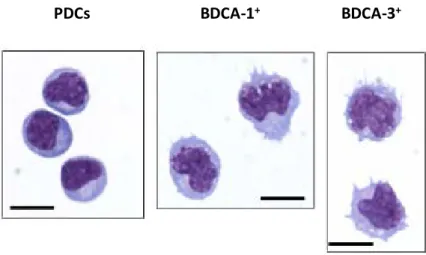 Figure 1-6: Blood and tonsillar dendritic cell morphology. Adapted from Segura et al.,  2013