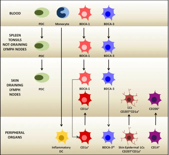 Figure 1-7: Human dendritic cell subset distribution in different anatomical sites.  