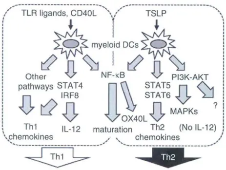 Figure 1-8 : TSLP induces a Th2 profile. Adapted from Ito, T. et al 2012.  