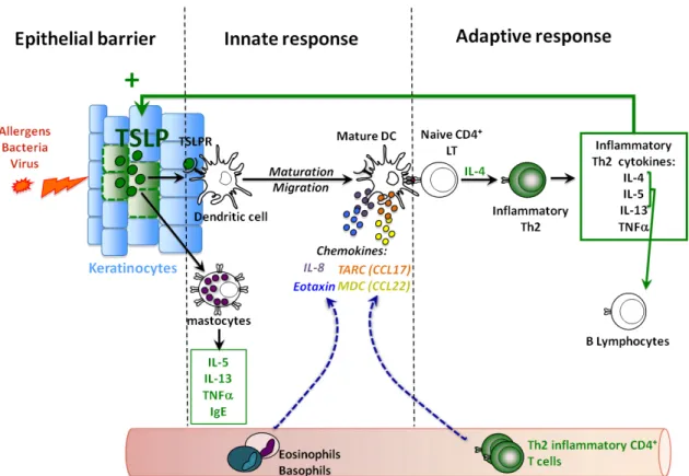 Figure 1-9: TSLP role in allergic disorders.  (Adapted from Delost, M. unpublished)  Allergen and  antigen activated keratinocytes secrete TSLP