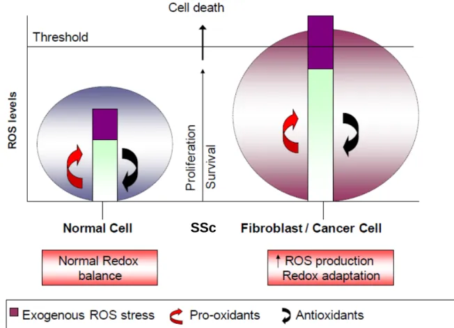 Figure 10.  Regulation of cancer cells and SSc fibroblasts proliferation adapted from P