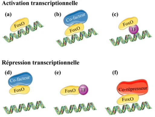 Figure 2.2 – Mécanismes de régulation de la transcription par les facteurs FoxO