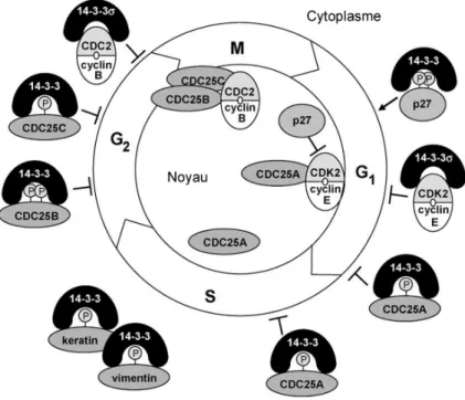 Figure 2.4 – Régulation de la progression dans le cycle cellulaire par les protéines