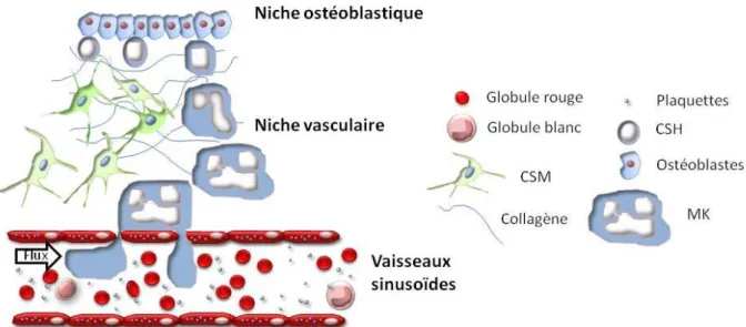 Figure 1: Représentation schématique de la structure de la moelle osseuse et des vaisseaux sinusoïdes 