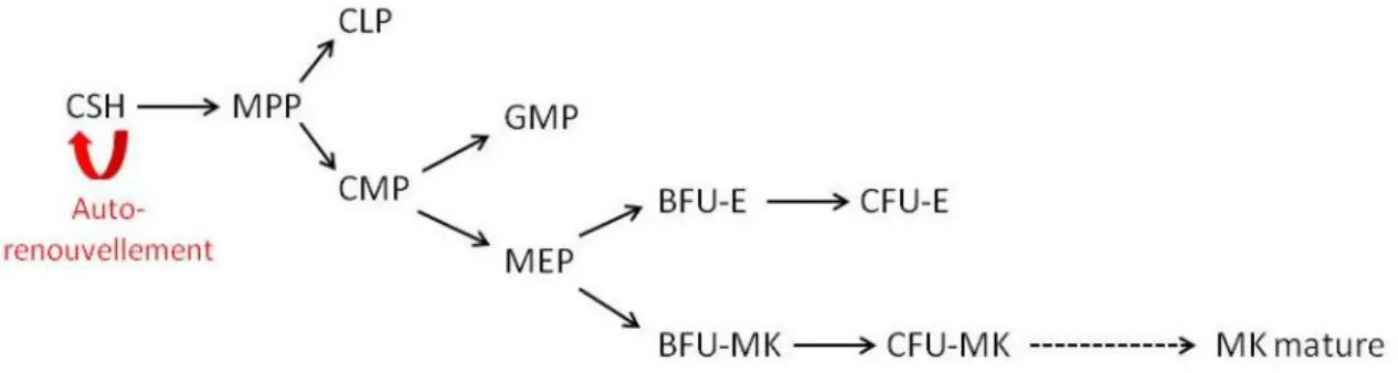 Figure 3: Schéma de l’engagement en différenciation des CSH 
