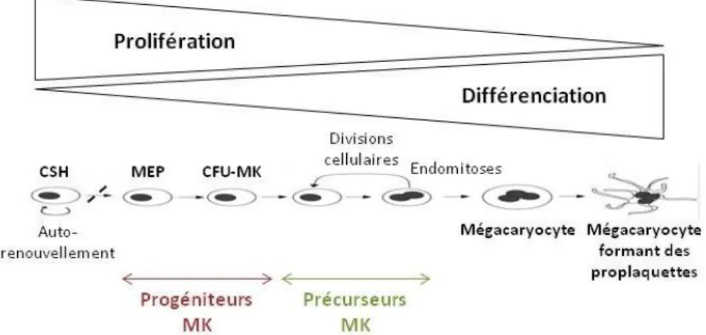 Figure 7: Schéma de la mégacaryopoïèse  