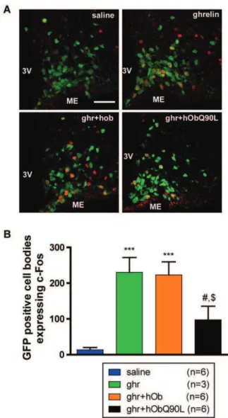Figure 6. Effect of native (hOb) and Q90L obestatin (hObQ90L) on the ghrelin-induced (Ghr) decrease of evoked GABA synaptic responses in GHRH neurons