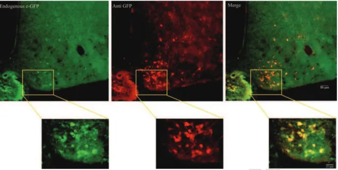 Fig. 3. Visualization of endogenous GFP (left panel), anti-GFP signal using an anti-GFP antibody (middle panel) and the  merger of both signals (right panel) in 25 Mm-thick coronal sections of the ARC in a GHRH-eGFP mouse