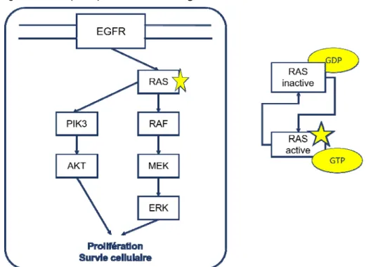 Figure 10. Voies de signalisation PIK3 et RAS activées par la protéine RAS mutée. La cascade de 