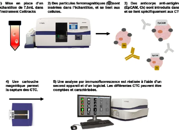 Figure 13. Description du système de capture des cellules tumorales circulantes CellSearch®